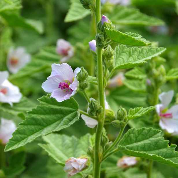 Culina Botanica Proskurník lékařský