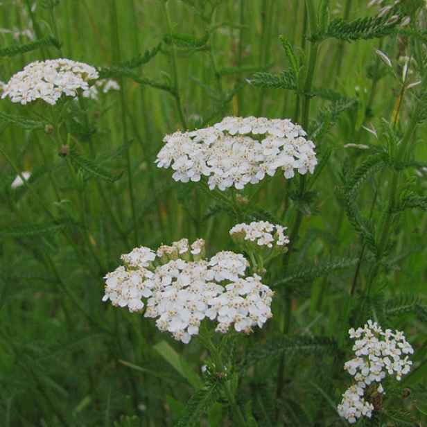 Culina Botanica Řebříček obecný