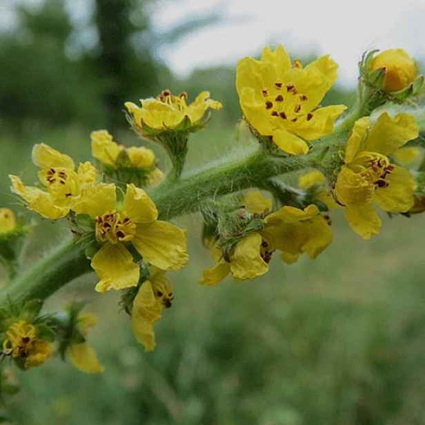 Culina Botanica Řepík lékařský