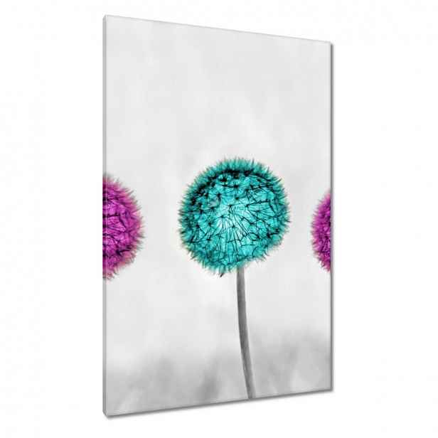 Obrazy 80x120 Fialové pampelišky