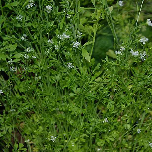 Culina Botanica Řeřicha setá