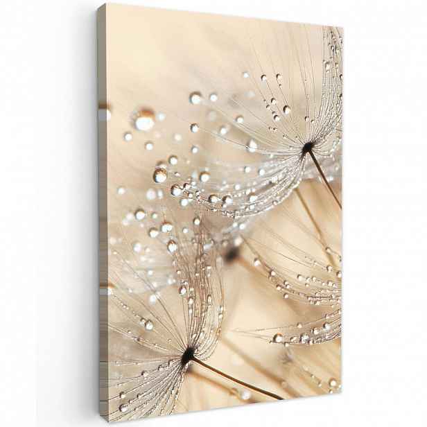 MuchoWow OBRAZ NA PLÁTNĚ Pampeliška - Abstraktní - Příroda - Béžová 20x30 cm