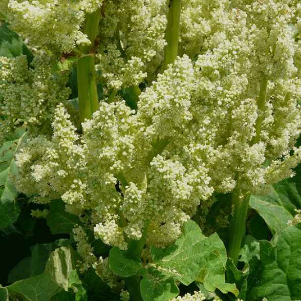 Culina Botanica Reveň kadeřavá