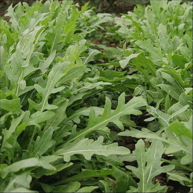 Culina Botanica Roketa Wild Rocket