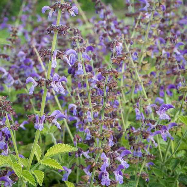 Culina Botanica Šalvěj červenokořenná