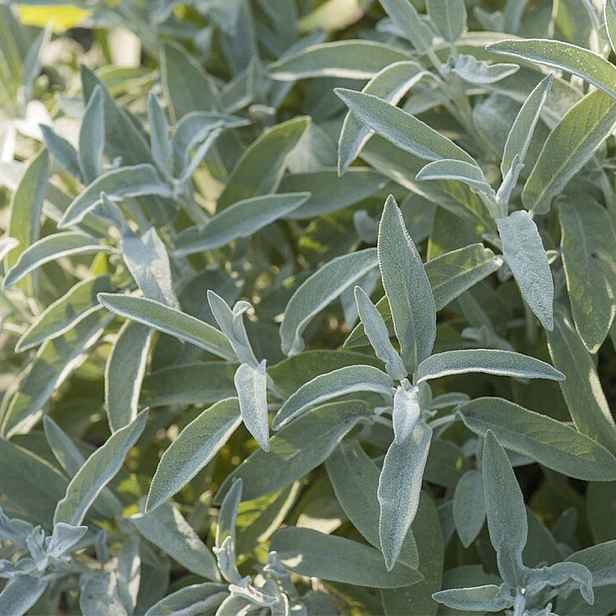 Culina Botanica Šalvěj lékařská