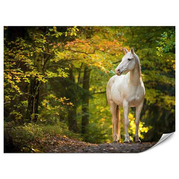 Muralo FOTOTAPETA do Ložnice Bílý Kůň Les Stromy Listy 500x350