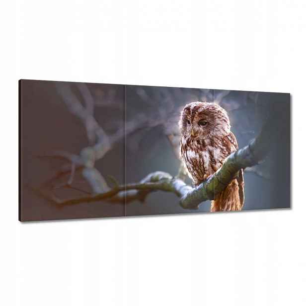 Obrazy 120x60 Sova na větvi Dravec