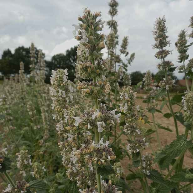 Culina Botanica Šanta citrónová