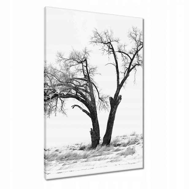 Obrazy 60x90 Osamělý strom