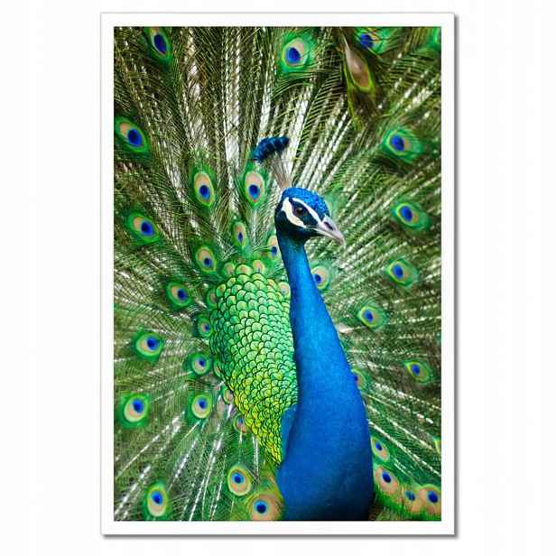 Plakáty v rámu 40x60 Paw v období páření