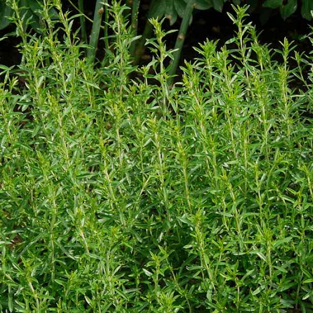 Culina Botanica Saturejka horská