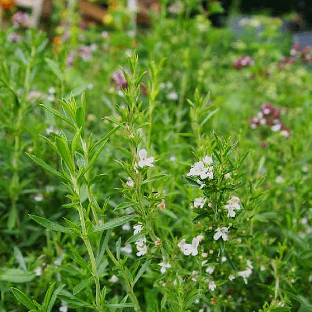 Culina Botanica Saturejka zahradní