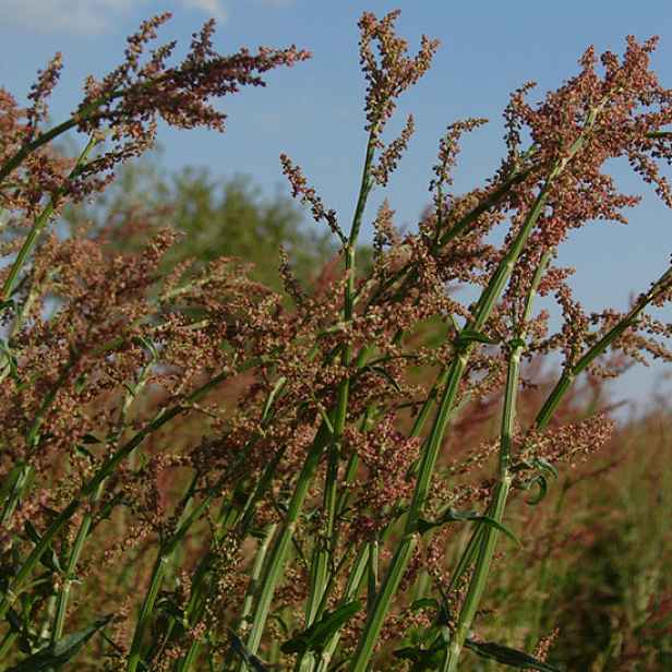 Culina Botanica Šťovík kyselý