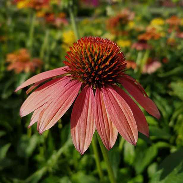 Culina Botanica Třapatka nachová