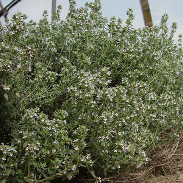 Culina Botanica Tymián obecný