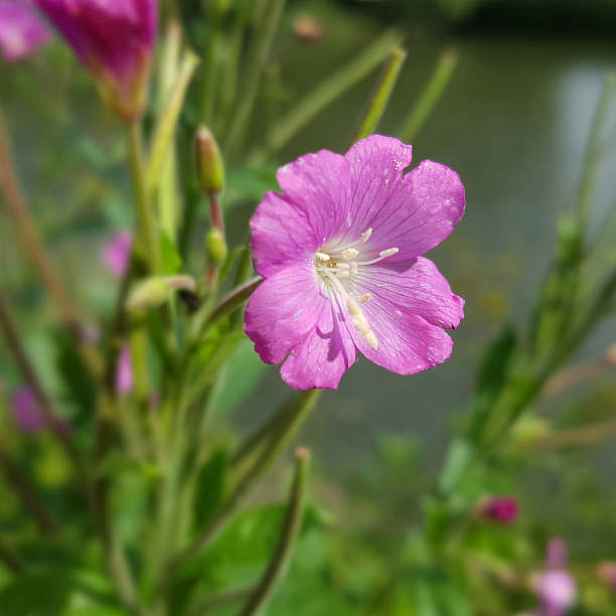 Culina Botanica Vrbovka malokvětá