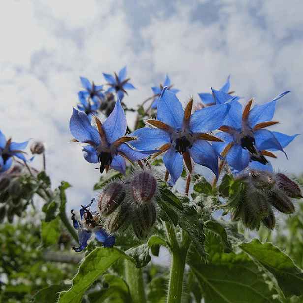 Culina Botanica Brutnák lékařský