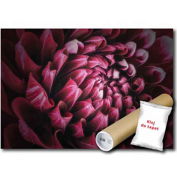 Vinylová fototapeta květina Pivoňka pivoňka makro příroda 152x104