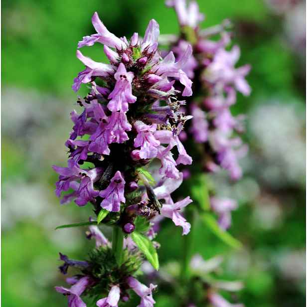 Culina Botanica Bukvice lékařská