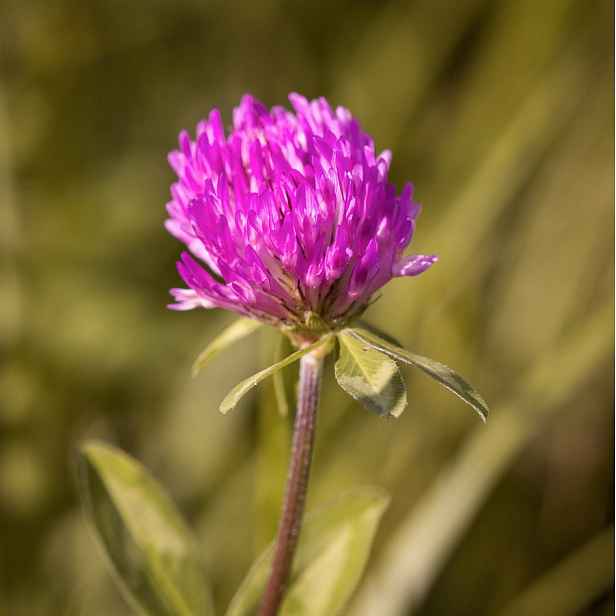 Culina Botanica Jetel luční