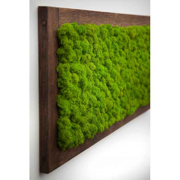 Obraz z stabilizovaného mechu chrobotek 70 x 30 cm, dřevěný rám na zeď