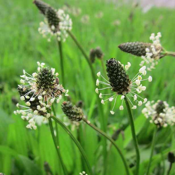 Culina Botanica Jitrocel kopinatý