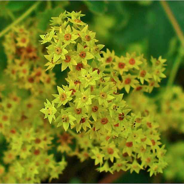 Culina Botanica Kontryhel žlutozelený