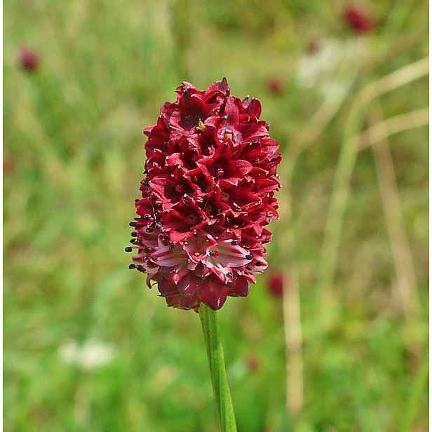Culina Botanica Krvavec toten