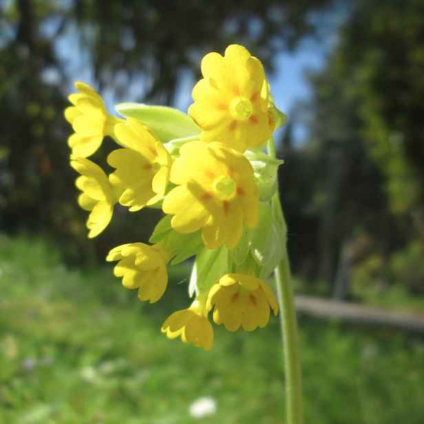 Culina Botanica Prvosenka jarní