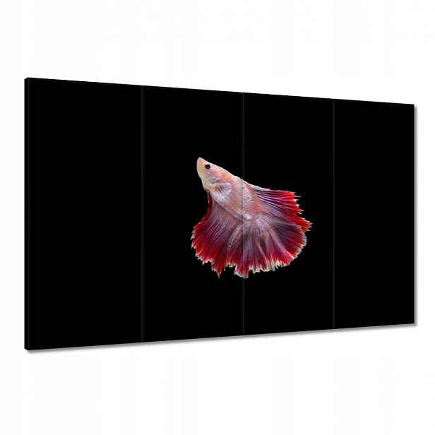 Obrazy 120x80 Červená siamská rybka