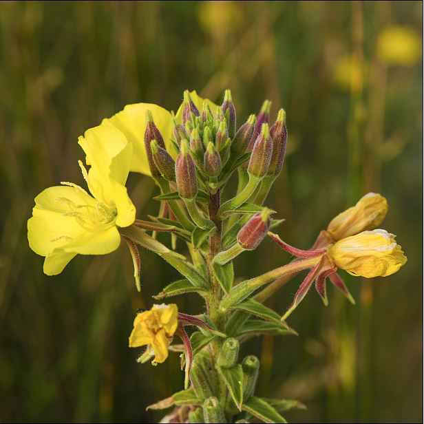 Culina Botanica Pupalka dvouletá