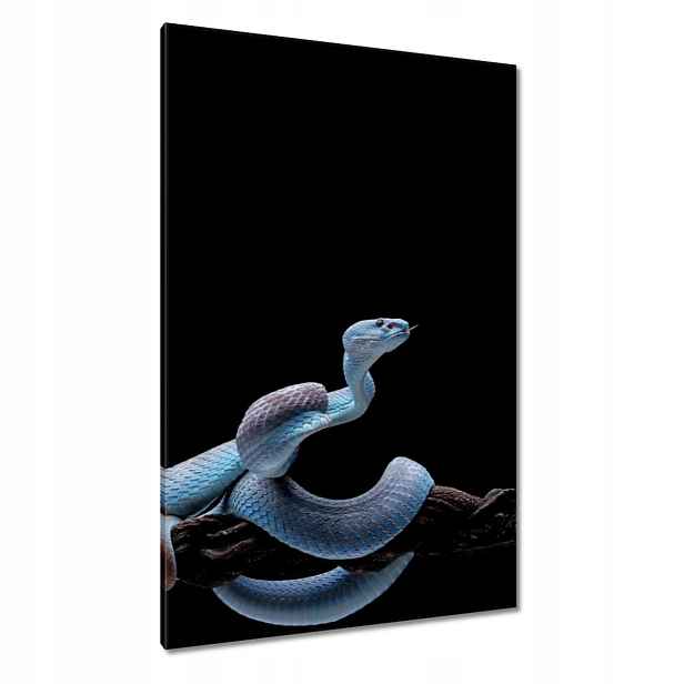 Obrazy 80x120 Modrá hadí zmije