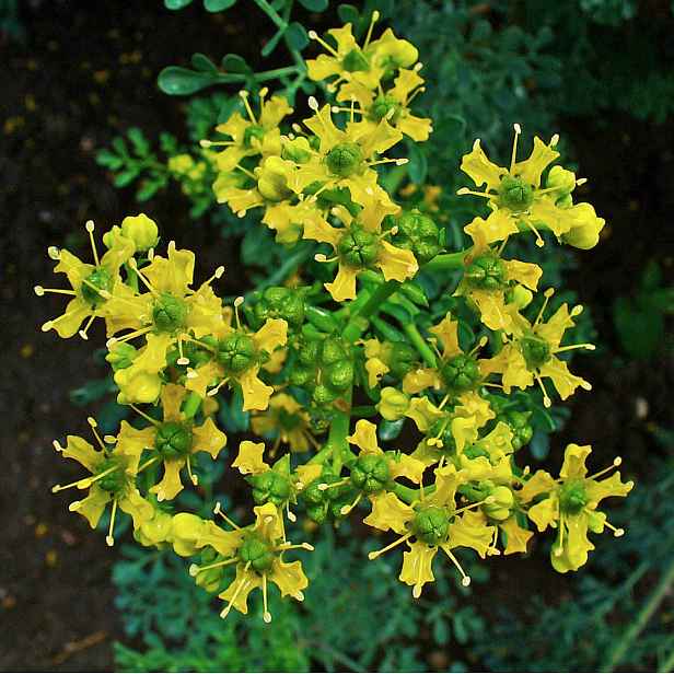 Culina Botanica Routa vonná