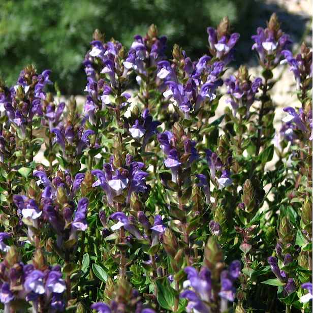 Culina Botanica Šišák bajkalský