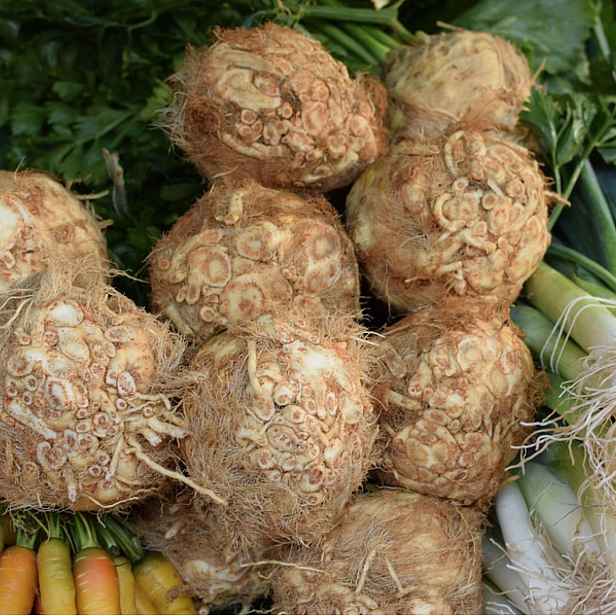 Culina Botanica Celer bulvový Maxim