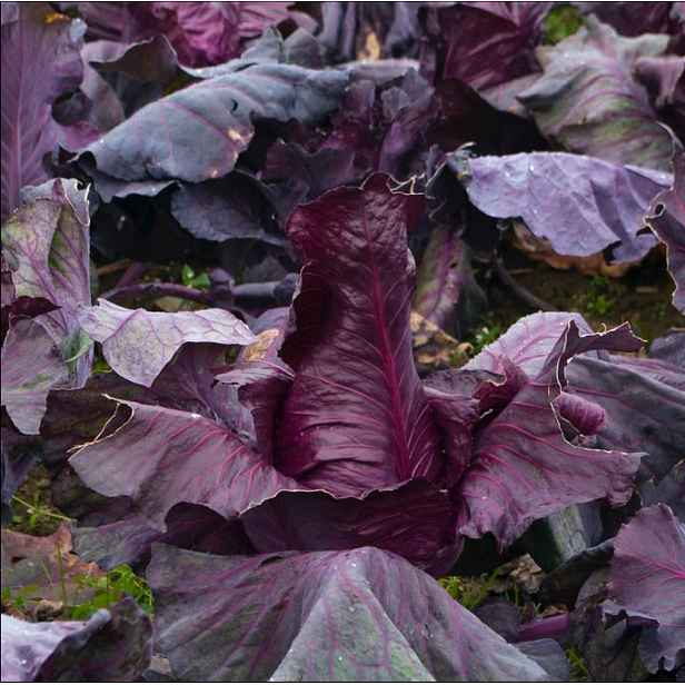 Culina Botanica Zelí vysocké