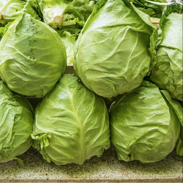 Culina Botanica Zelí francouzské špičaté Coeur de Boeuf des Vertus