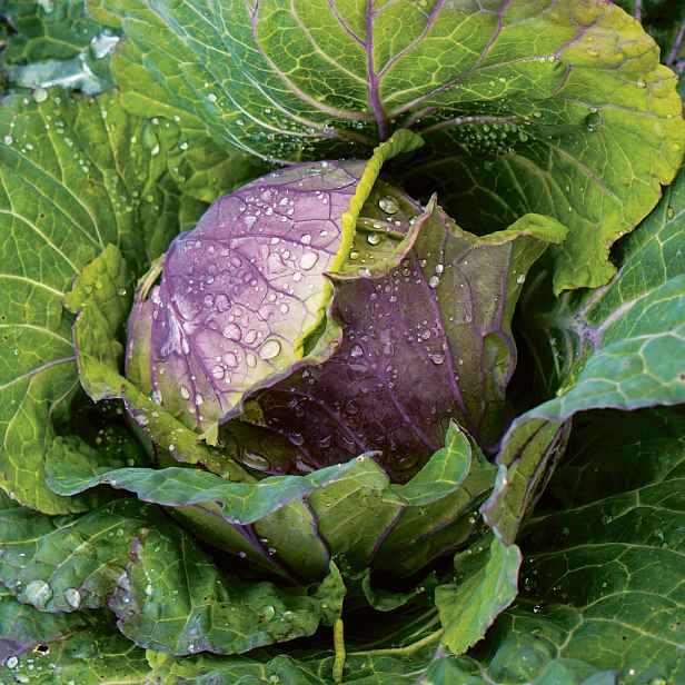 Culina Botanica Zelí duhové italské San Michele