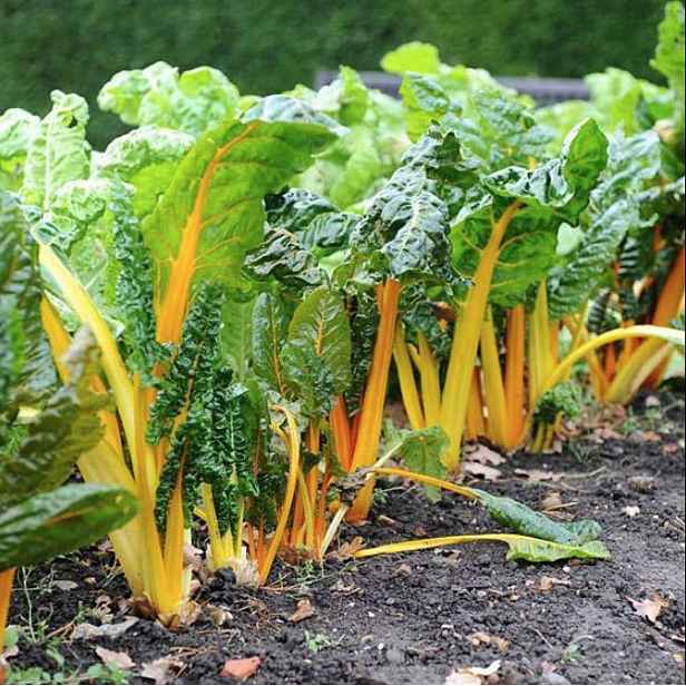 Culina Botanica Mangold žlutý
