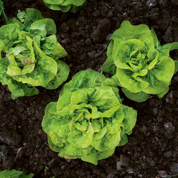 Culina Botanica Salát hlávkový Stupický kamenáč