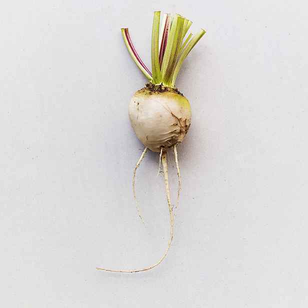 Culina Botanica Řepa bílá Albín