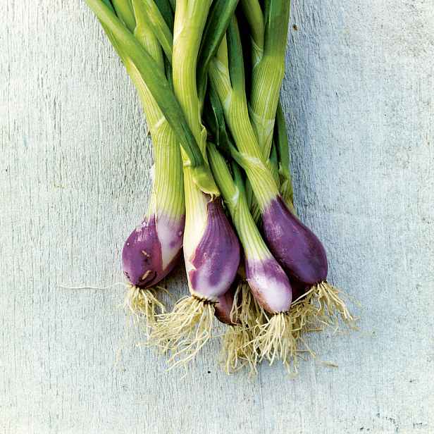 Culina Botanica Cibule Rossa di Firenze