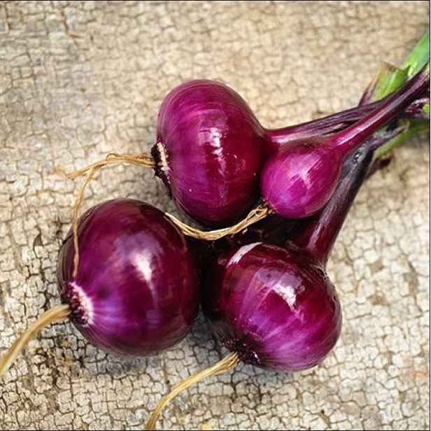 Culina Botanica Cibule Holandská krvavě rudá