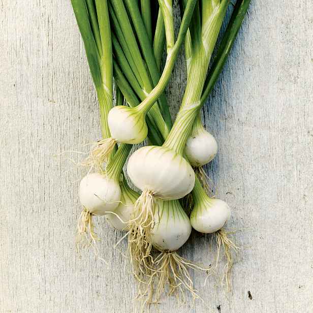Culina Botanica Cibule zimní Bílá Lisabon