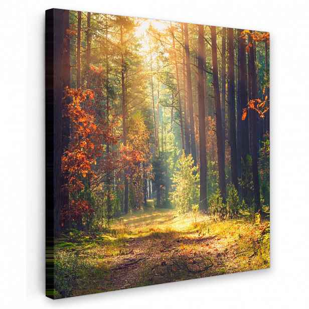 MuchoWow OBRAZ NA PLÁTNĚ Les - podzim - stromy 50x50 cm