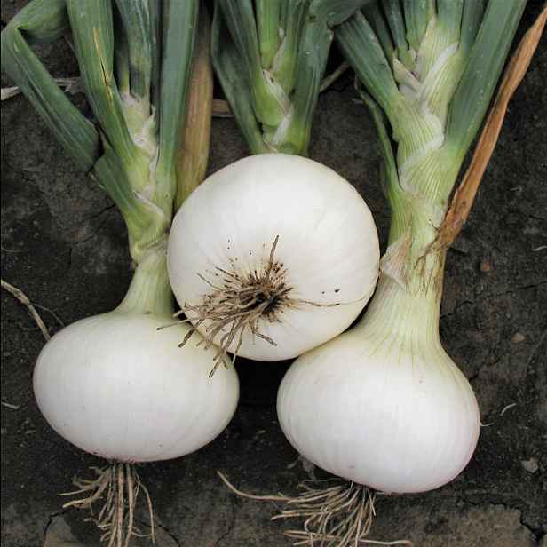 Culina Botanica Cibule Bílá velká
