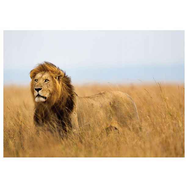 Vliesová fototapeta Lev Král afrických zvířat 400x280 lepidlo