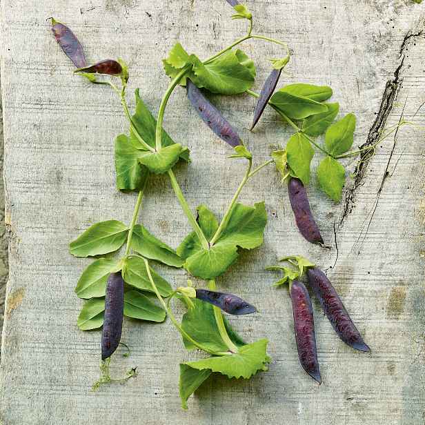Culina Botanica Hrách dřeňový Tutanchamonův fialový Ezetha