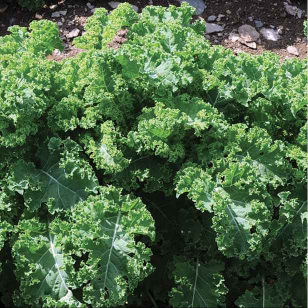 Culina Botanica Kadeřávek Halbhoher grüner Krauser